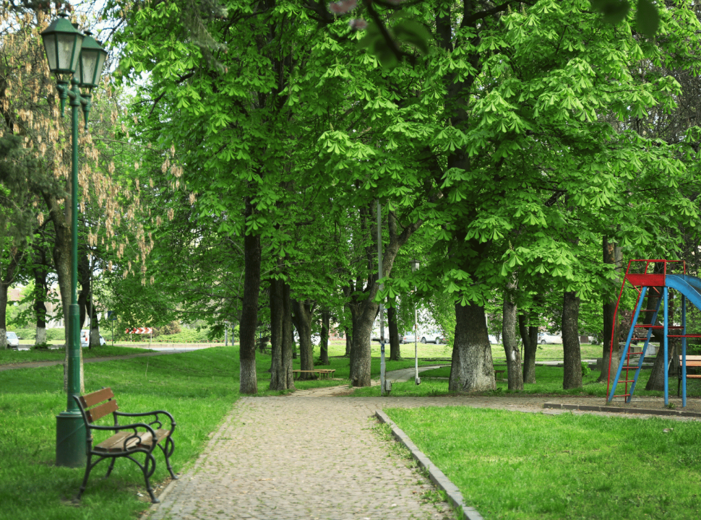 Lush green park with playground equipment